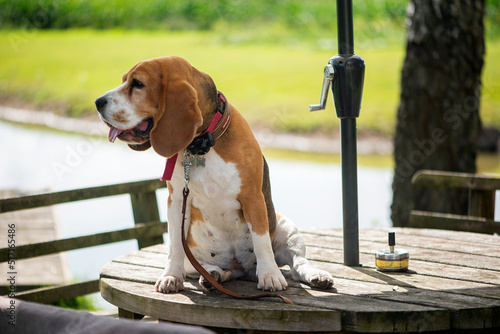 Cute beagle dog sitting on wooden table outddors in sunny summer day photo