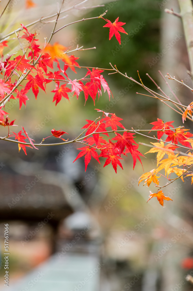 光明寺(兵庫県神戸市北区)の紅葉
