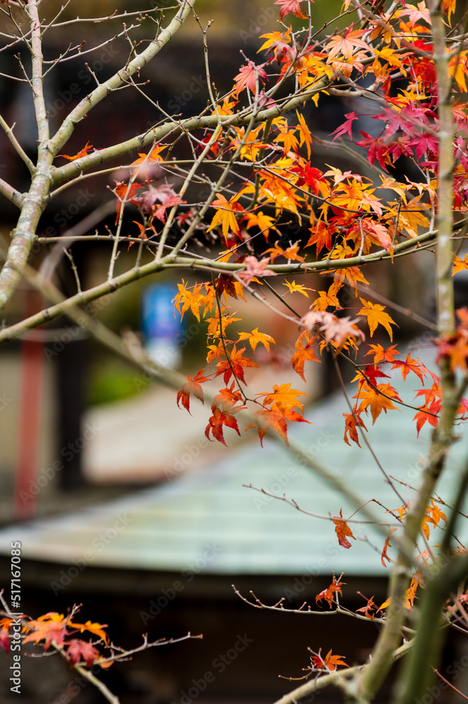 光明寺(兵庫県神戸市北区)の紅葉