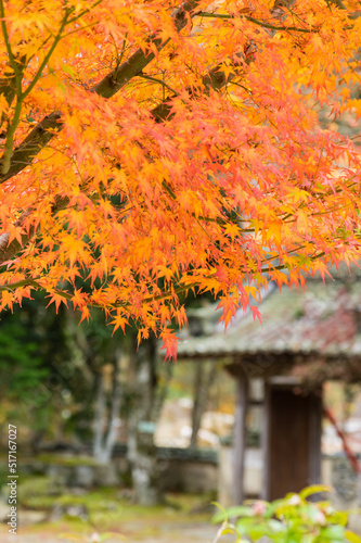Obraz na płótnie 光明寺(兵庫県神戸市北区)の紅葉 w salonie