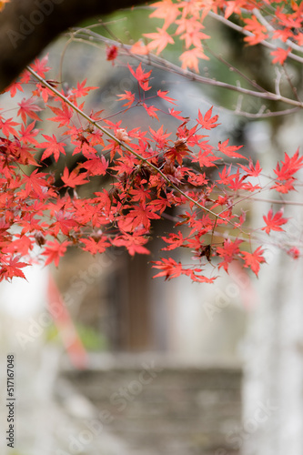 Obraz na płótnie 光明寺(兵庫県神戸市北区)の紅葉 w salonie