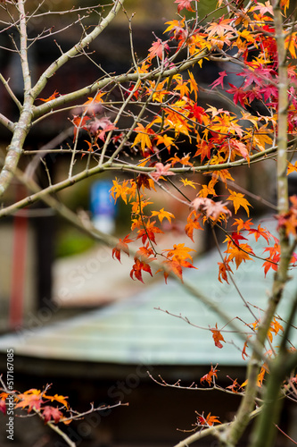 Obraz na płótnie 光明寺(兵庫県神戸市北区)の紅葉 w salonie