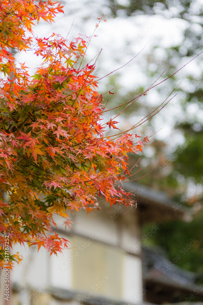 光明寺(兵庫県神戸市北区)の紅葉
