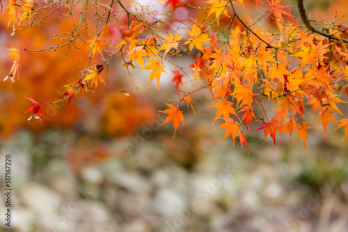 Obraz na płótnie 光明寺(兵庫県神戸市北区)の紅葉 w salonie