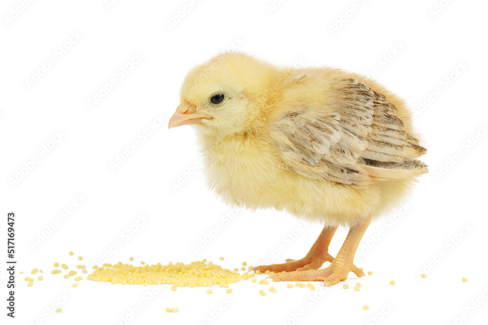 Fototapeta premium Feed for young poultry. Yellow chick on a white background.