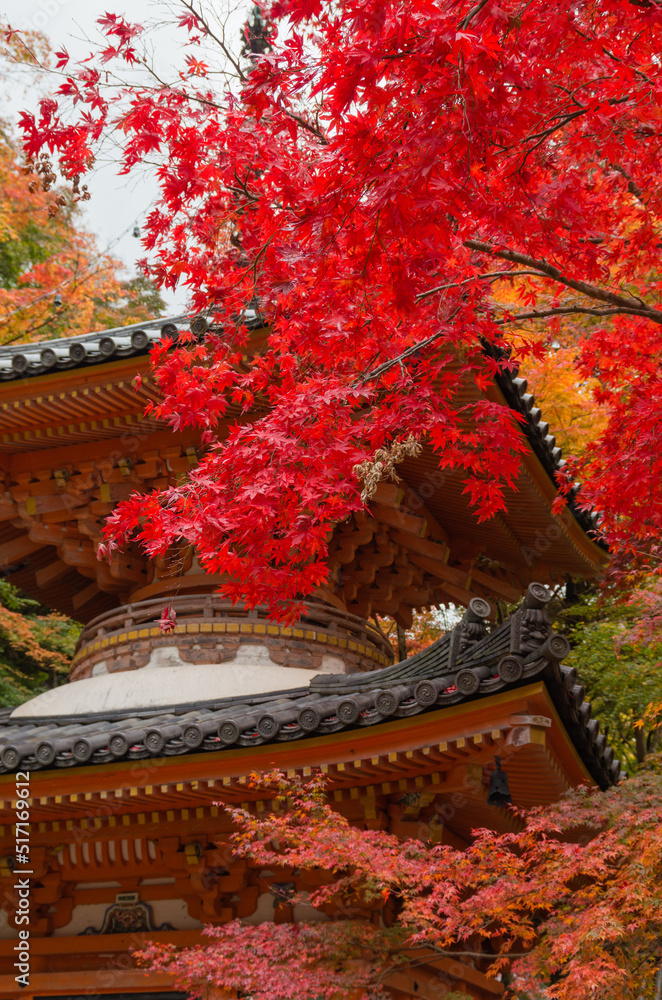 Obraz premium 大威徳寺（大阪府岸和田市）の紅葉