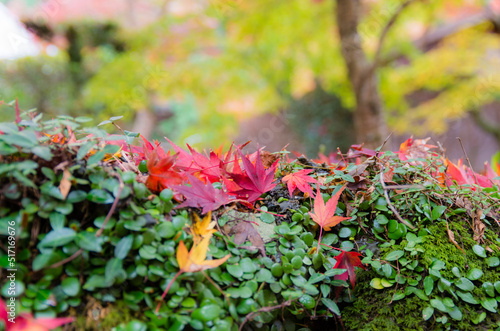 Obraz na płótnie 大威徳寺(大阪府岸和田市)の紅葉 w salonie