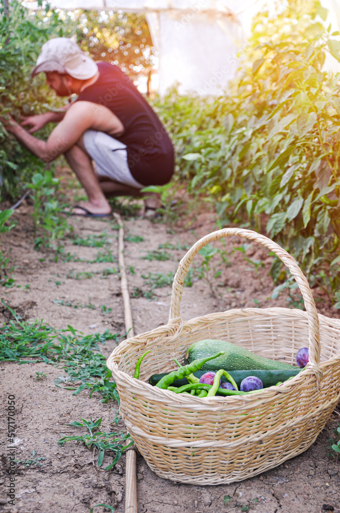 Vegetable farmer arranging freshly picked produce into a basket on an organic farm. Self-sustainable young farmer gathering a variety of fresh vegetables in garden during harvest season Vegetable farmer arranging freshly picked produce into a basket on an organic farm. Self-sustainable young farmer gathering a variety of fresh vegetables in garden during harvest season
