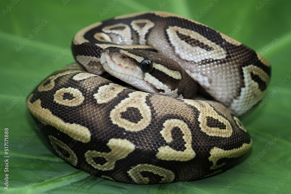 Obraz premium Ball python snake close up on leaves, python regius