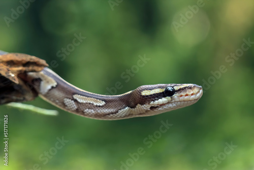 Ball python snake close up on branch, python regius