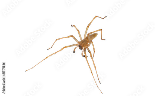 Northern yellow sac spider isolated on white background, Cheiracanthium mildei male
