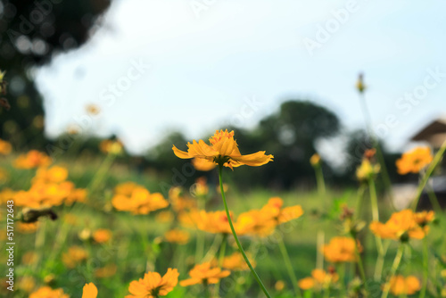 Fototapeta Naklejka Na Ścianę i Meble -  Naturally beautiful yellow cosmos or starburst flowers blooming in the sun on a very hot day. creative nature against the blue sky background