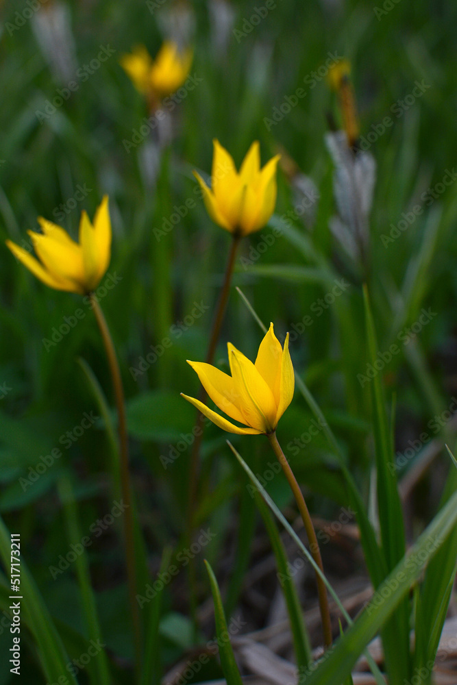 Yellow wild tulip (Bieberstein Tulip) in its natural habitat Yellow wild tulip (Bieberstein Tulip) in its natural habitat