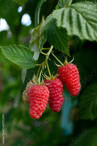 Vertical view of ripe juicy raspberries in the garden on a green background.