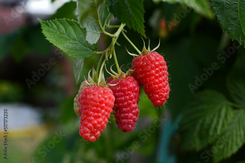 Ripe raspberries in the garden on a green background. Summer  season