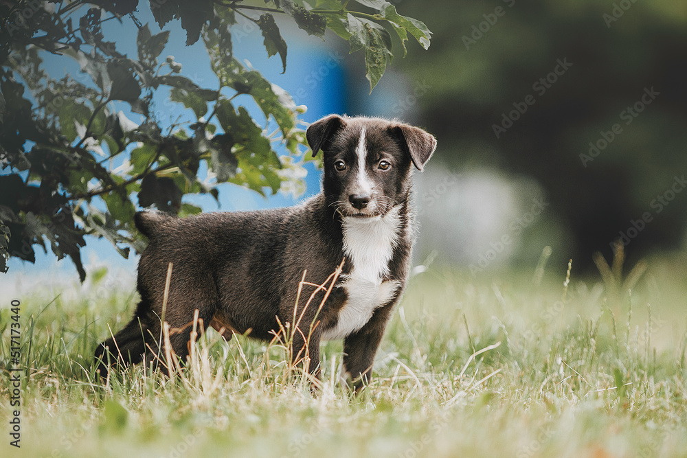 Border collie dog on a walk.Dog training.Active dog. Border collie dog on a walk.Dog training.Active dog.