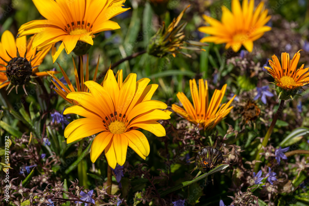 Yellow and orange Gazania flowers in full bloom. Also known as African daisies, or treasure flower. Yellow and orange Gazania flowers in full bloom. Also known as African daisies, or treasure flower.