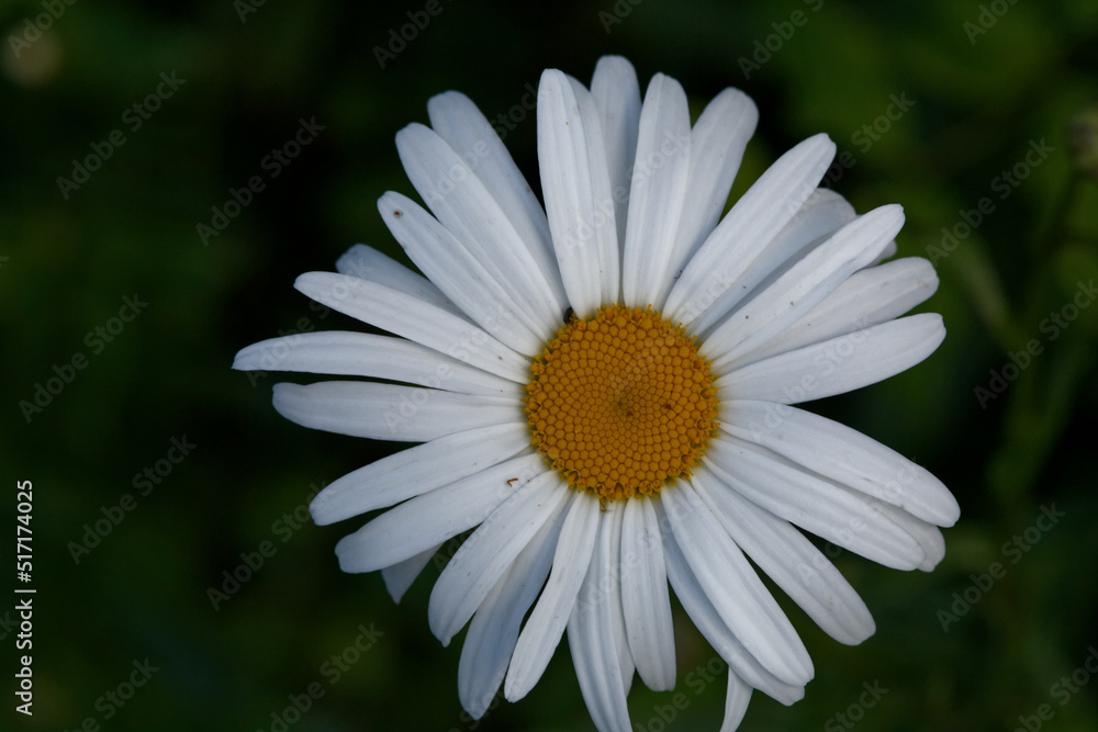 Fototapeta premium coeur jaune et pétales blanches de la Grande Marguerite.