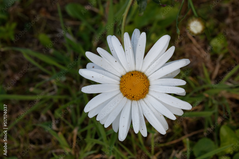 Fototapeta premium Grande Marguerite