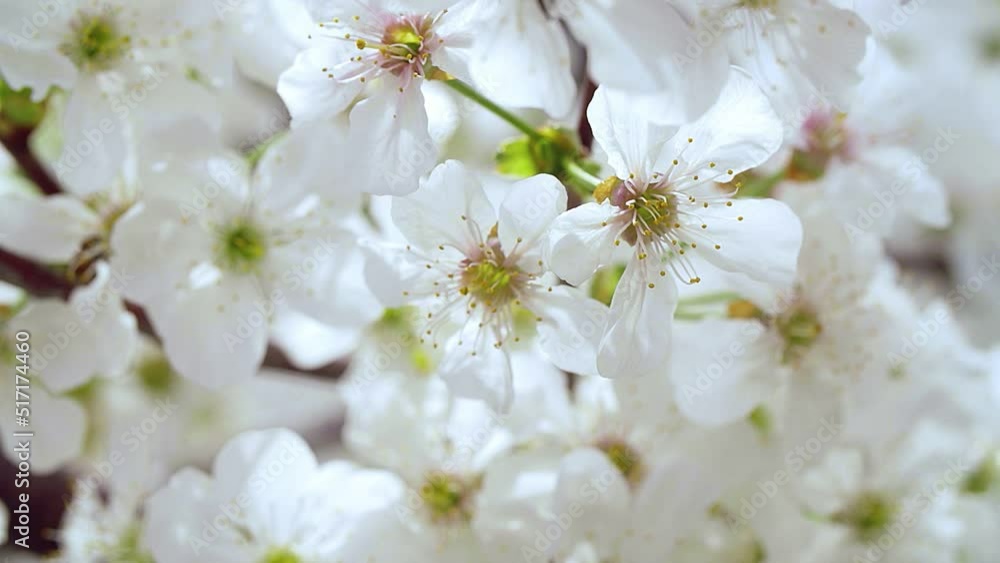 Close-up garden of blooming cherry trees with white flowers in spring. The Cherry Orchard Close-up garden of blooming cherry trees with white flowers in spring. The Cherry Orchard