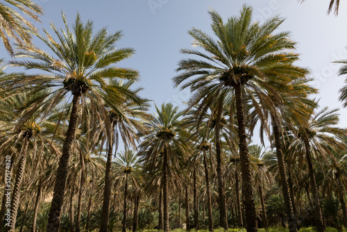 One of the beautiful palm farms in birkat almouz