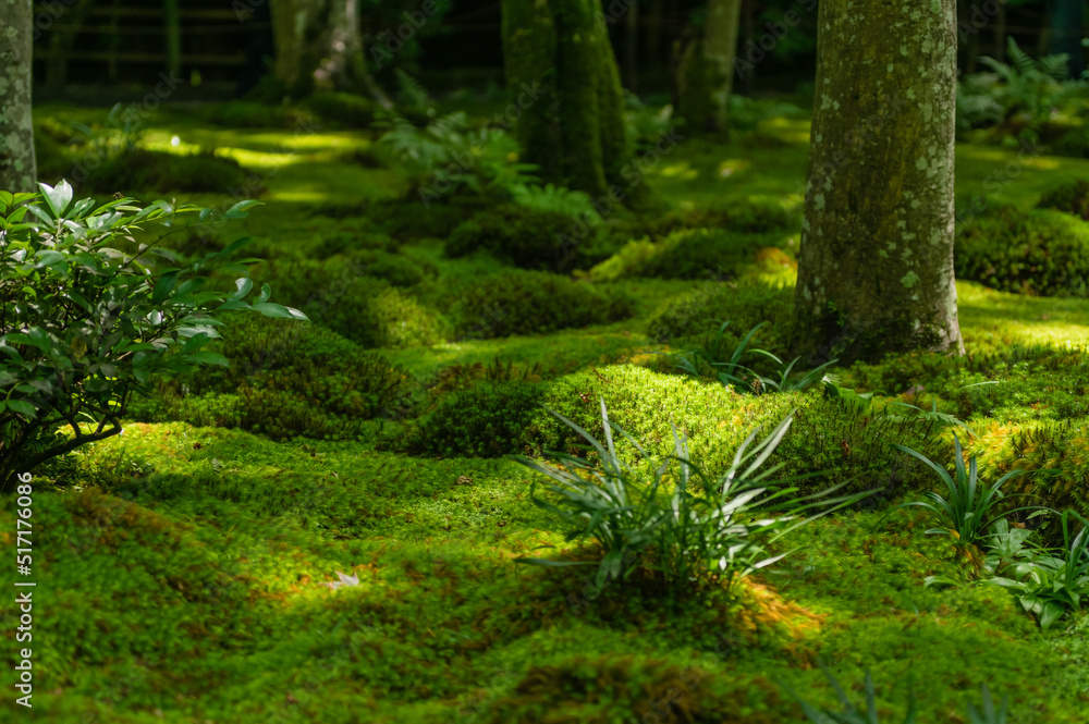 苔むす祇王寺(京都府右京区)