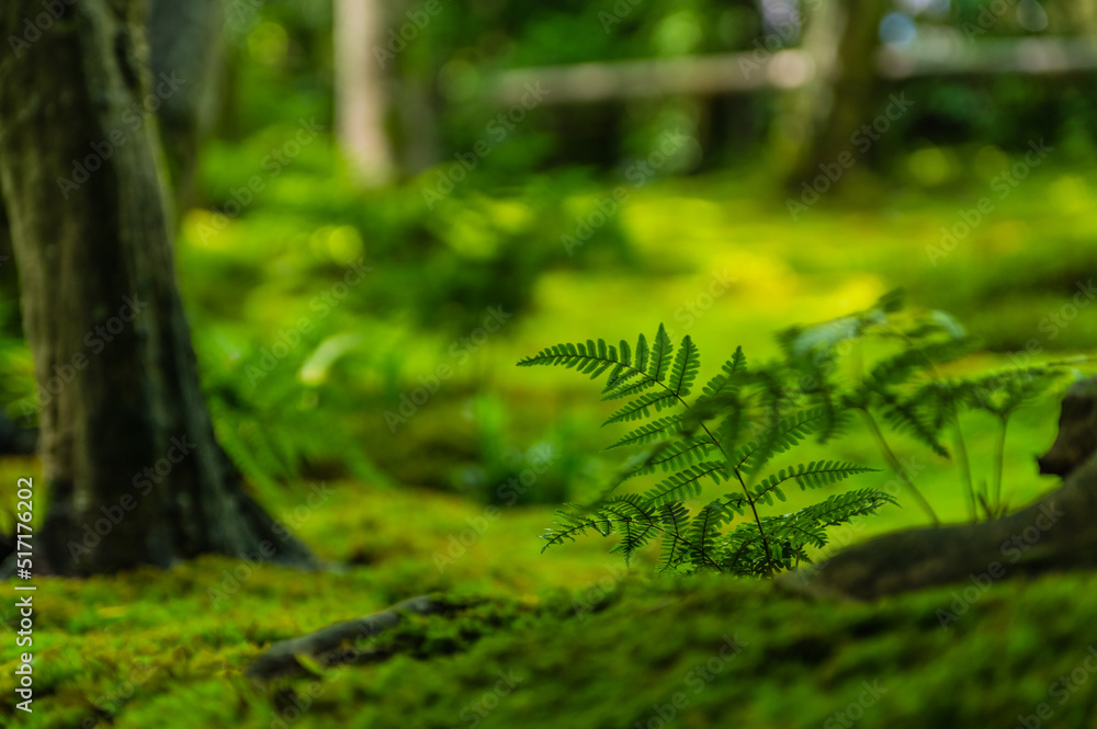 Fototapeta premium 苔むす祇王寺（京都府右京区）
