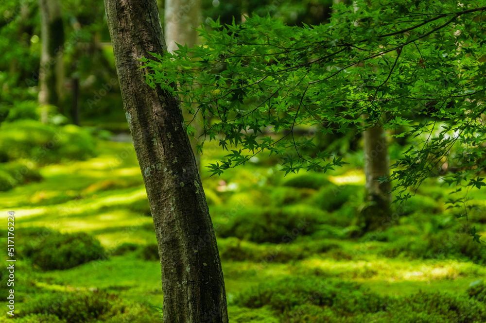 Fototapeta premium 苔むす祇王寺（京都府右京区）