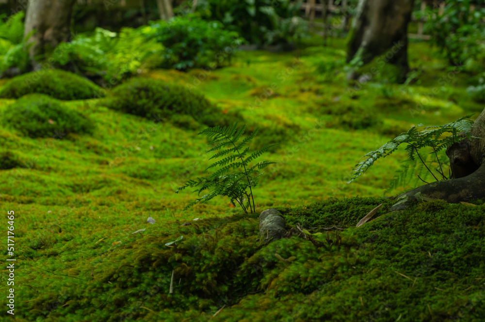 苔むす祇王寺(京都府右京区)