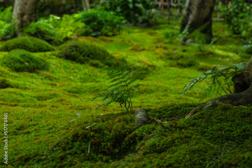 Obraz na płótnie 苔むす祇王寺(京都府右京区) w salonie
