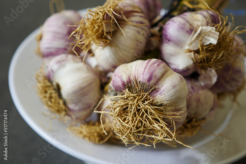 natural purple garlic for human health and nutrition,close-up of a bunch of purple garlic,