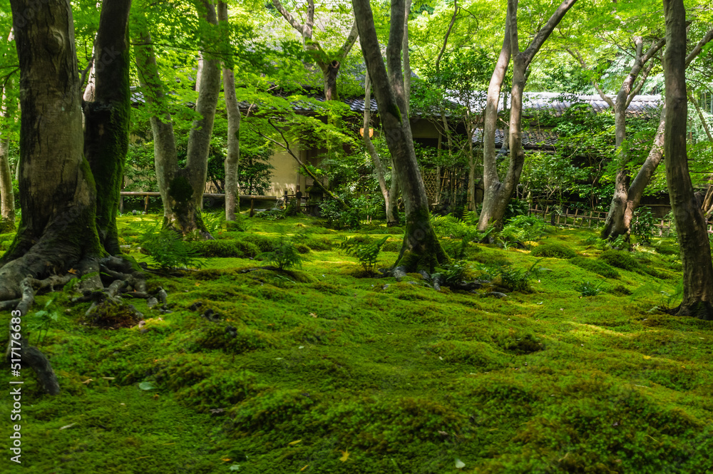 苔むす祇王寺(京都府右京区) 苔むす祇王寺(京都府右京区)