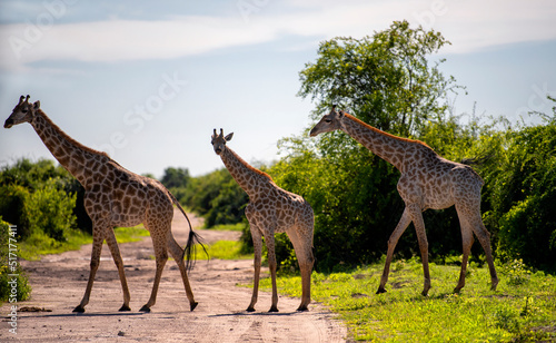 three giraffes crossing a road  Chobe National Park  Botswana