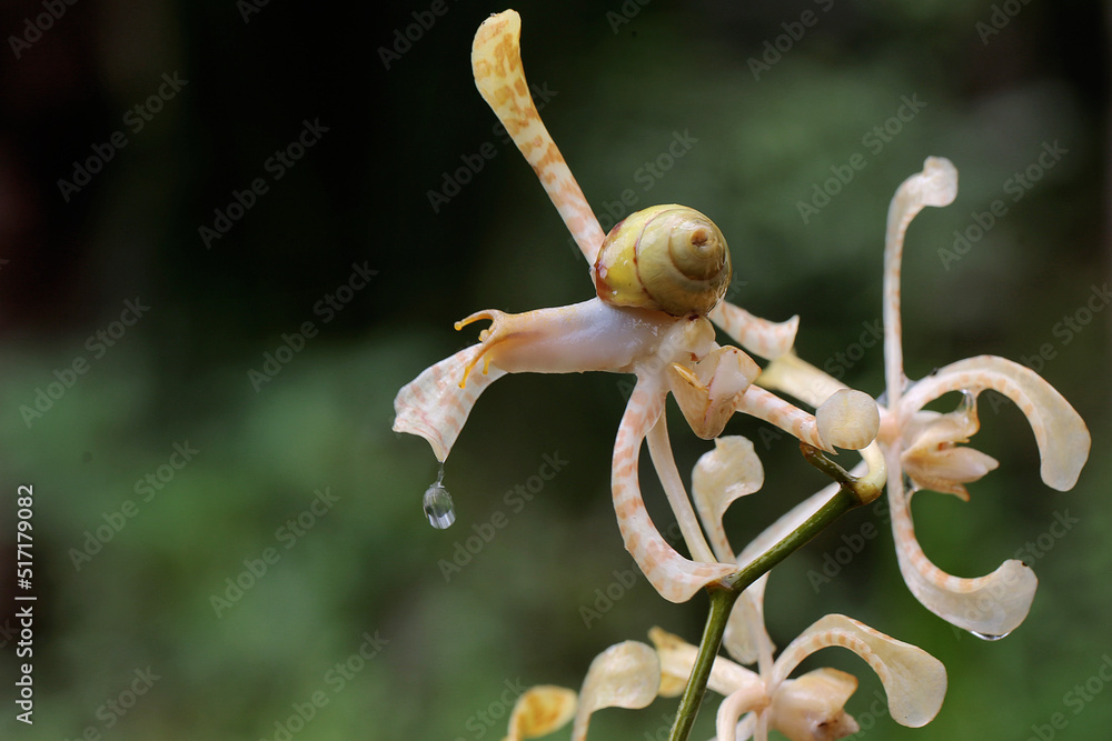 A small snail is looking for food in a scorpion orchid flower arrangement. These shelled animals like to eat flowers and young leaves. Stock Photo | Adobe Stock A small snail is looking for food in a scorpion orchid flower arrangement. These shelled animals like to eat flowers and young leaves. Stock Photo | Adobe Stock