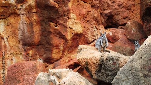 A young black-footed wallaby in its' red rocky home photo