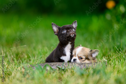 Black Chihuahua Puppy Looks up. Light Puppy Lies and is Sad. Pets Walk Outdoors in Garden