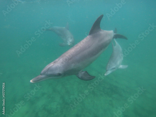 Bottle-nosed dolphin with two calves © Samantha