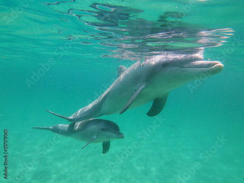 Stampa su tela Bottle-nosed dolphins saying G'day