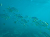 Schooling fish passing by