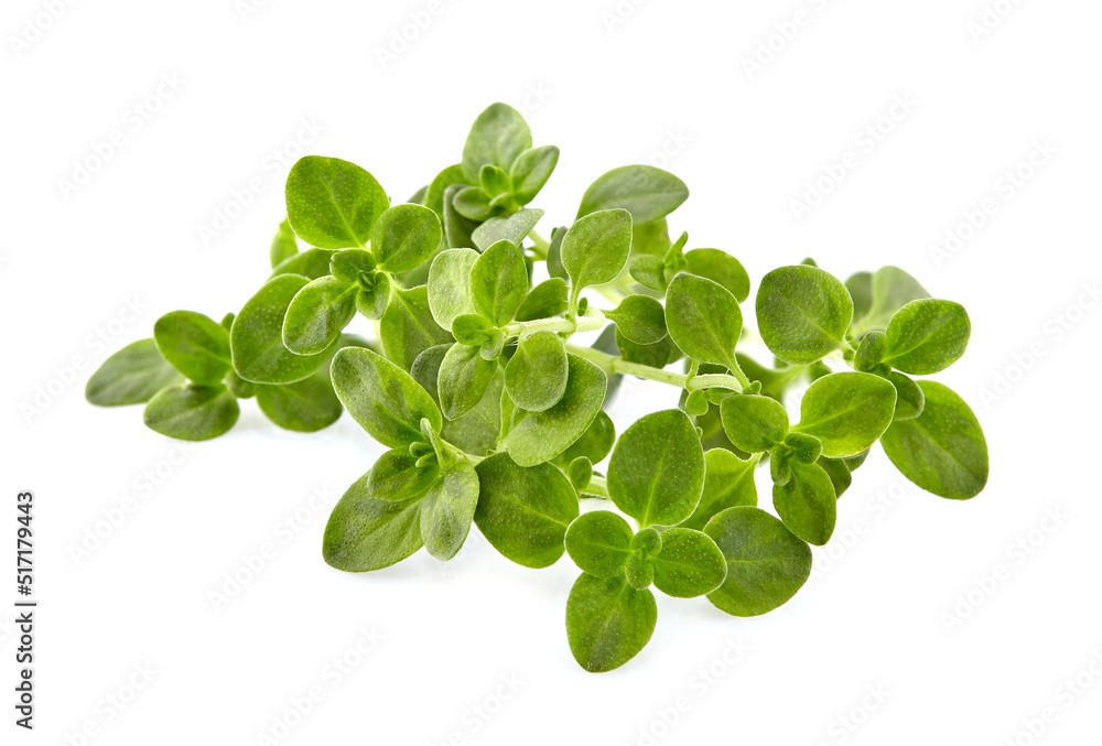 Thyme fresh isolated on white background. Spice closeup. Thyme fresh isolated on white background. Spice closeup.