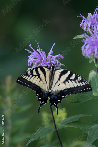 Eastern Tiger Swallowtail on bee balm flower photo