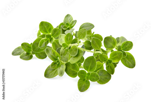 Thyme fresh isolated on white background. Spice closeup.