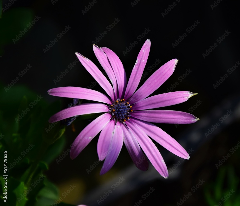 Fototapeta premium pink flower in the garden