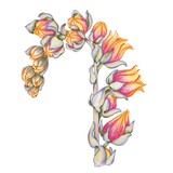 abstract background. The illustration is hand drawn. Echeveria flower print in color. Flower sketch in color for postcards, posters, emblems, logos, covers for notebooks, magazines.