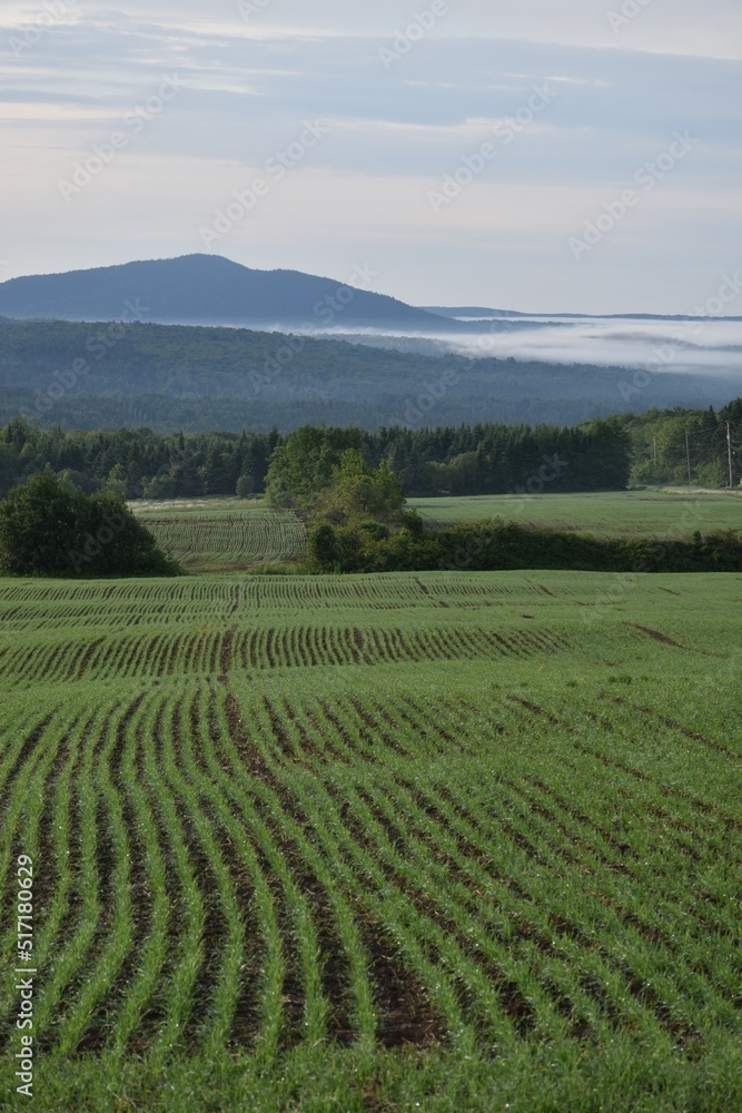 A field of oats on a spring morning, Sainte-Apolline, Québec, Canada