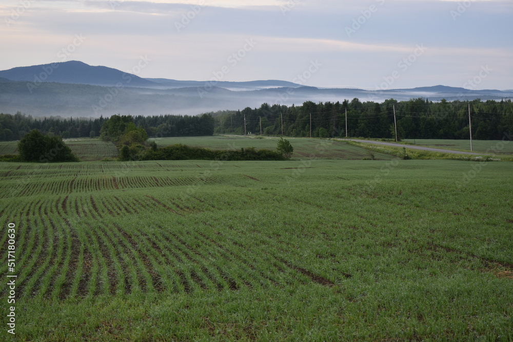 A field of oats on a spring morning, Sainte-Apolline, Québec, Canada