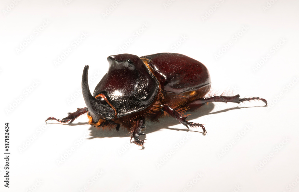 European rhinoceros beetle (Oryctes nasicornis) is a large flying beetle belonging to the subfamily Dynastinae. Imago, a male insect. European rhinoceros beetle (Oryctes nasicornis) is a large flying beetle belonging to the subfamily Dynastinae. Imago, a male insect.