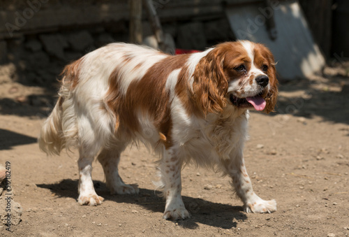 The Cavalier King Charles Spaniel is a small breed of spaniel classed in the toy group of The Kennel Club and the American Kennel Club.