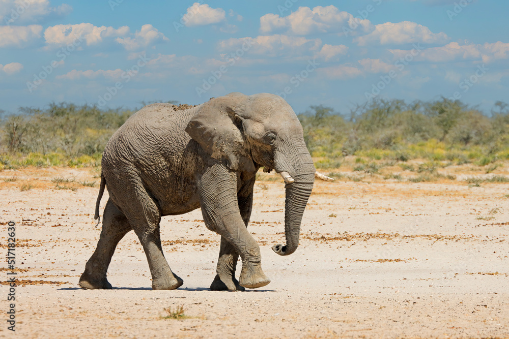 Fototapeta premium Large African elephant (Loxodonta africana) walking, Etosha National Park, Namibia.