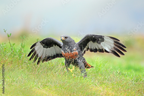 A jackal buzzard (Buteo rufofuscus) with open wings sitting on green grass, South Africa. photo